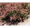 Барбарис Тунберга (Berberis thunbergii) С3